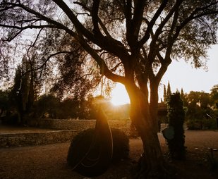 Die Abendsonne scheint durch einen Baum