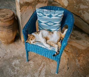 Eine Katze liegt auf einem Stuhl