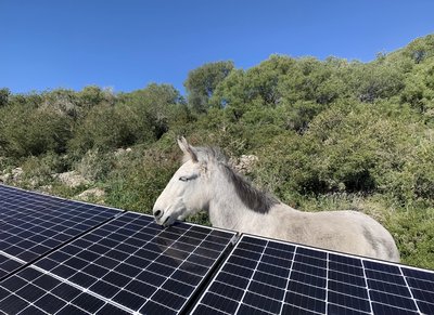 Ein Esel steht neben einer Photovoltaikanlage