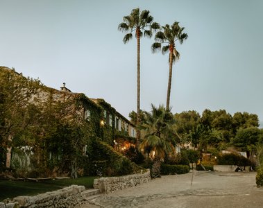 Palmen und Bäume im Abendlicht